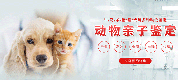 动物亲子鉴定 动物亲子鉴定